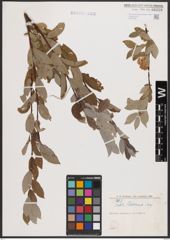 Salix bebbiana Sarg.